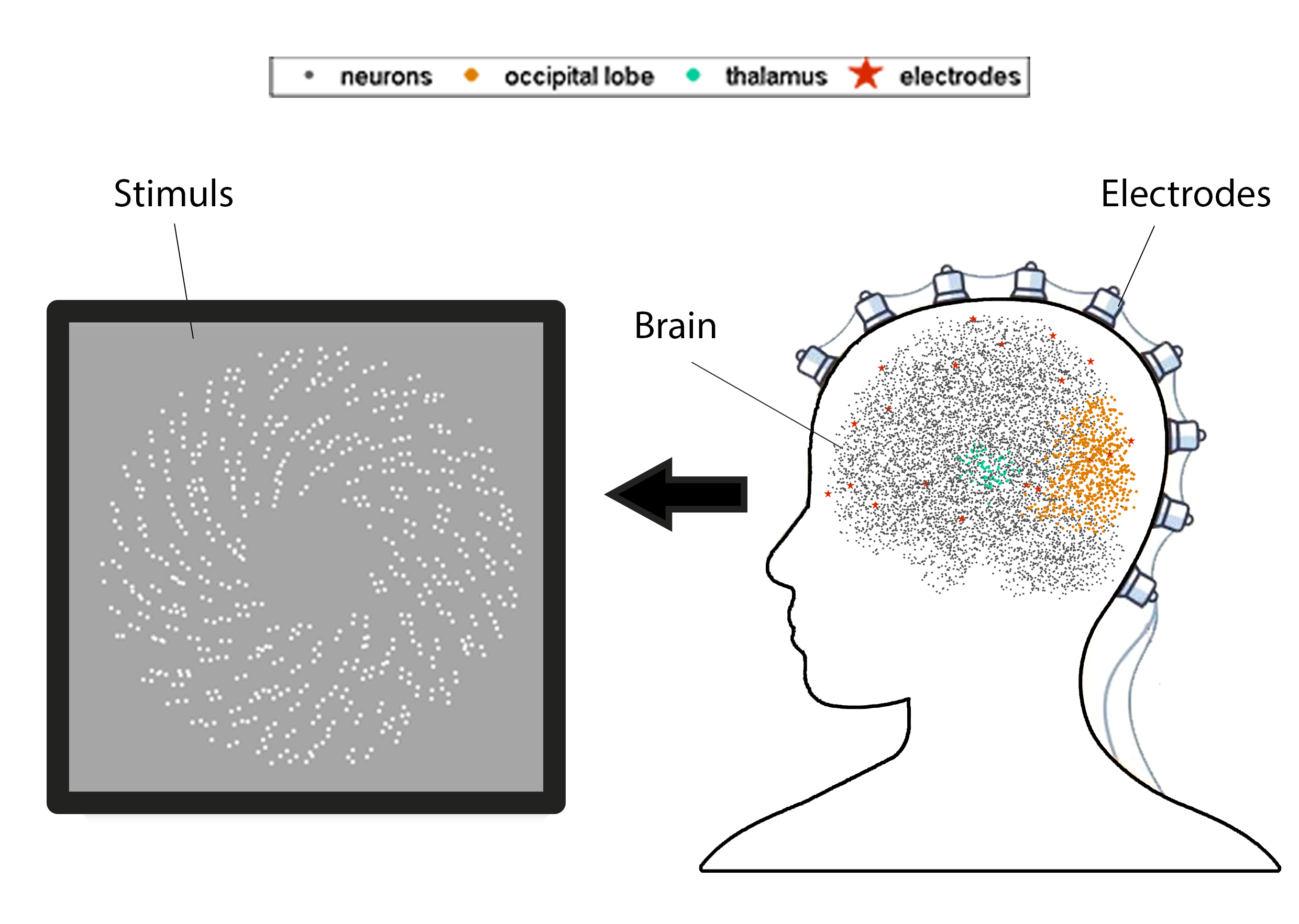 Brain stimuls